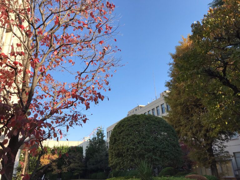 紅葉し始めました。