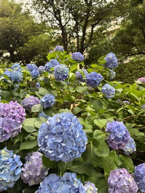 <br />
<b>Warning</b>:  Undefined variable $image in <b>/home/c9156249/public_html/alumni-aoyamagakuin.jp/wp-content/themes/agaa-child/front-page.php</b> on line <b>103</b><br />
<br />
<b>Warning</b>:  Trying to access array offset on value of type null in <b>/home/c9156249/public_html/alumni-aoyamagakuin.jp/wp-content/themes/agaa-child/front-page.php</b> on line <b>103</b><br />
<br />
<b>Warning</b>:  Trying to access array offset on value of type null in <b>/home/c9156249/public_html/alumni-aoyamagakuin.jp/wp-content/themes/agaa-child/front-page.php</b> on line <b>103</b><br />

