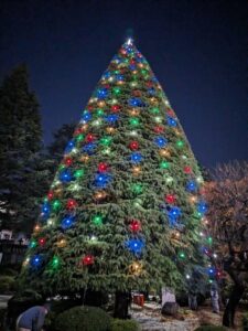 青山学院大学　青山キャンパス　クリスマスツリー Christmas Tree　尾池さん提供